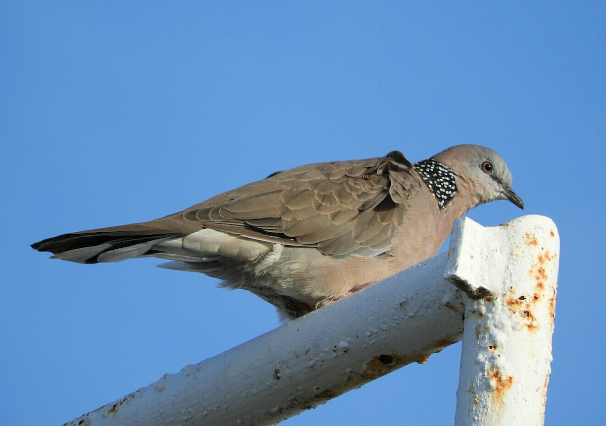 Spotted Dove - David Fleming