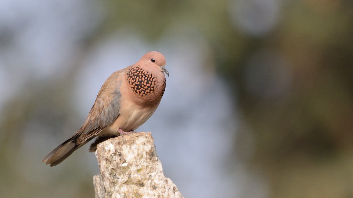 Laughing Dove - ML141571651
