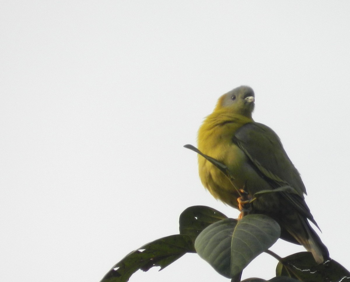 Yellow-footed Green-Pigeon - CHANDRA BHUSHAN
