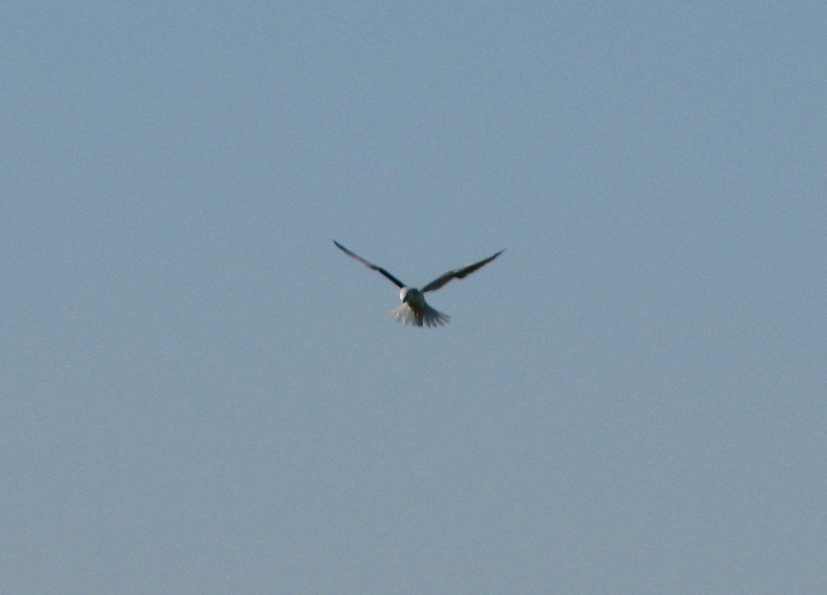 White-tailed Kite - Steve Hosmer