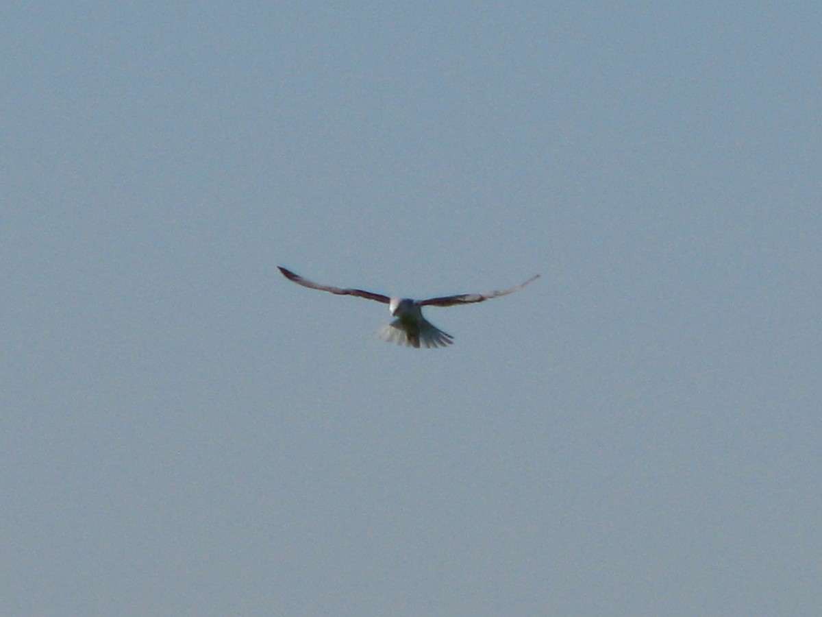 White-tailed Kite - Steve Hosmer