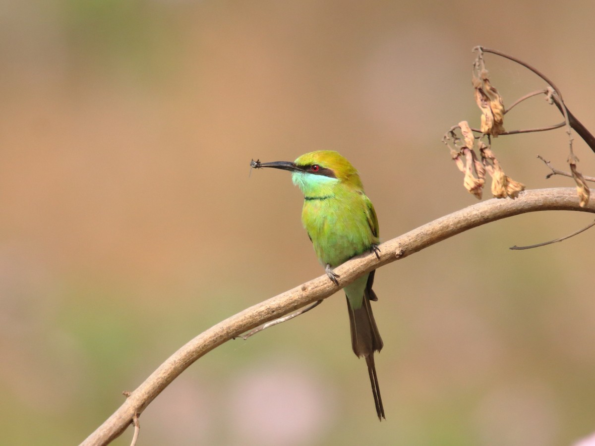Asian Green Bee-eater - Deviprasad Mishra