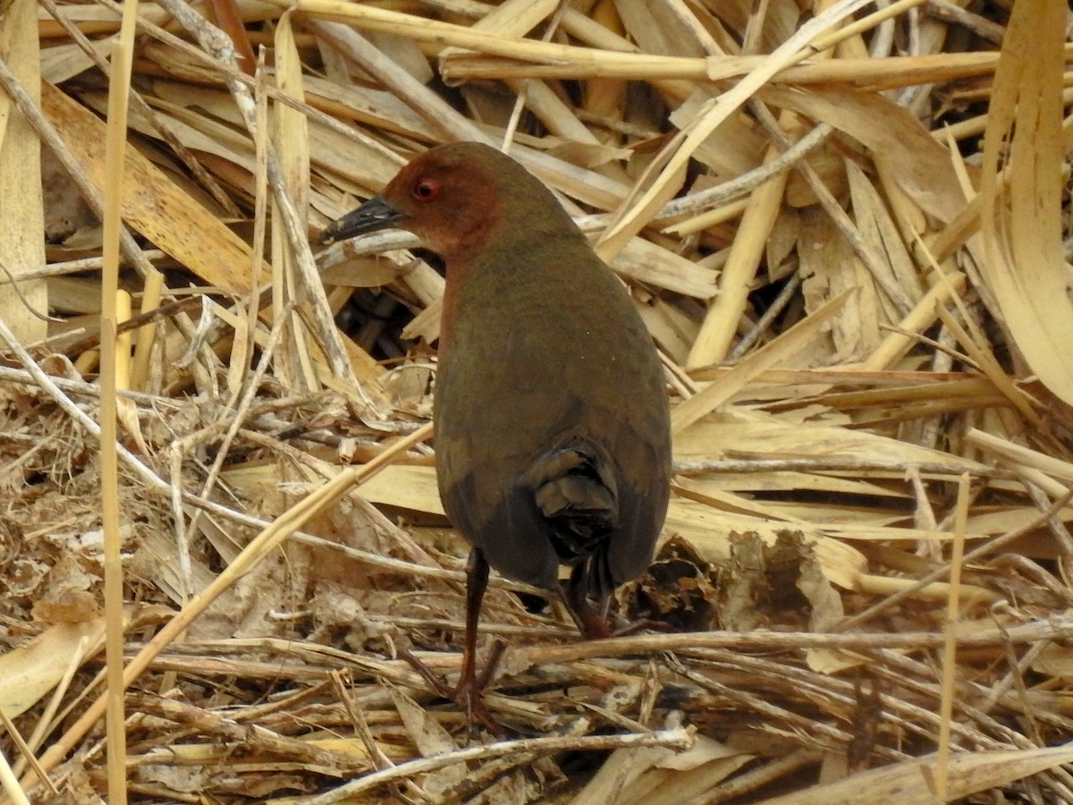Ruddy-breasted Crake - Anonymous