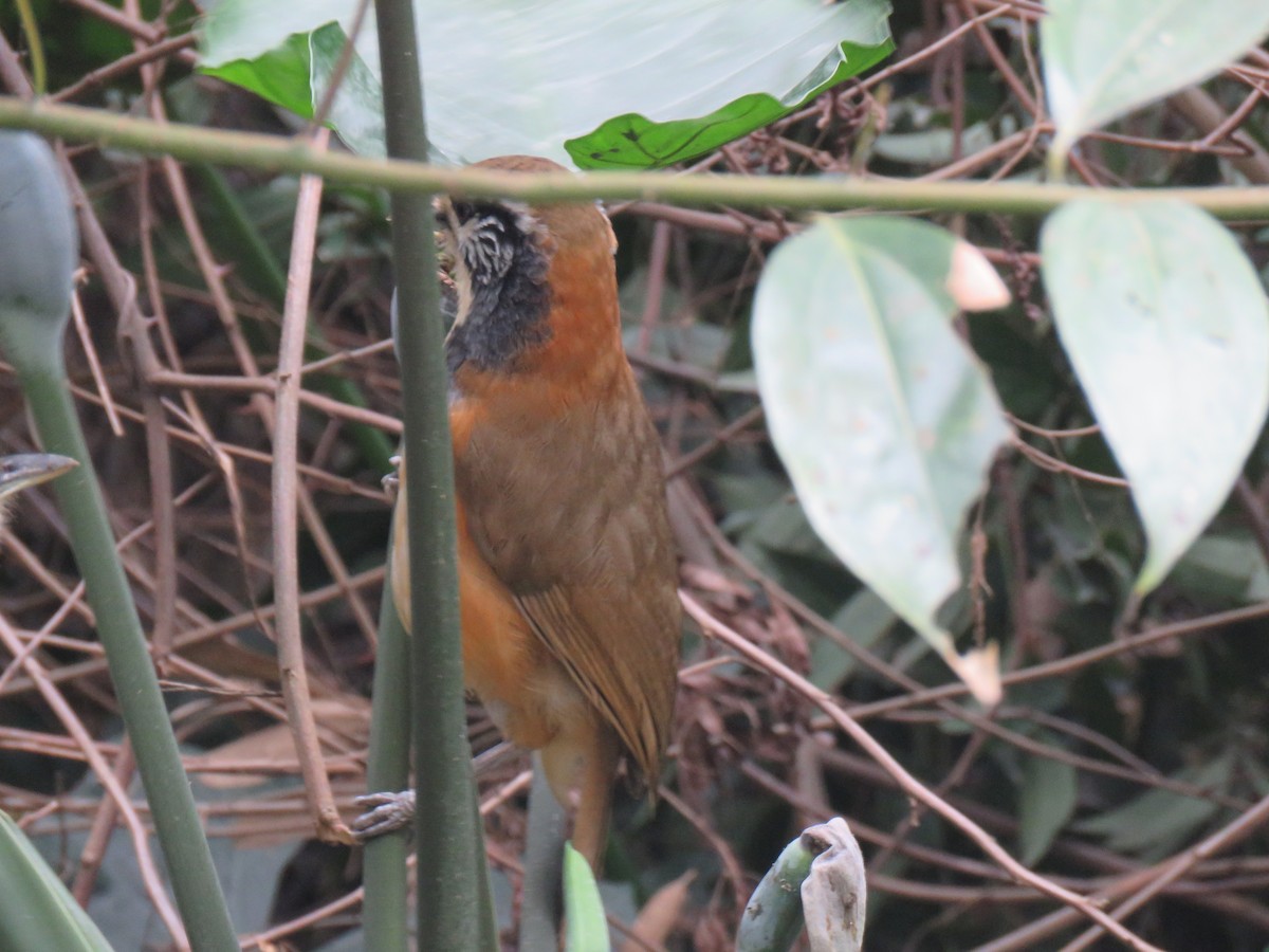 Greater Necklaced Laughingthrush - Kevin Long