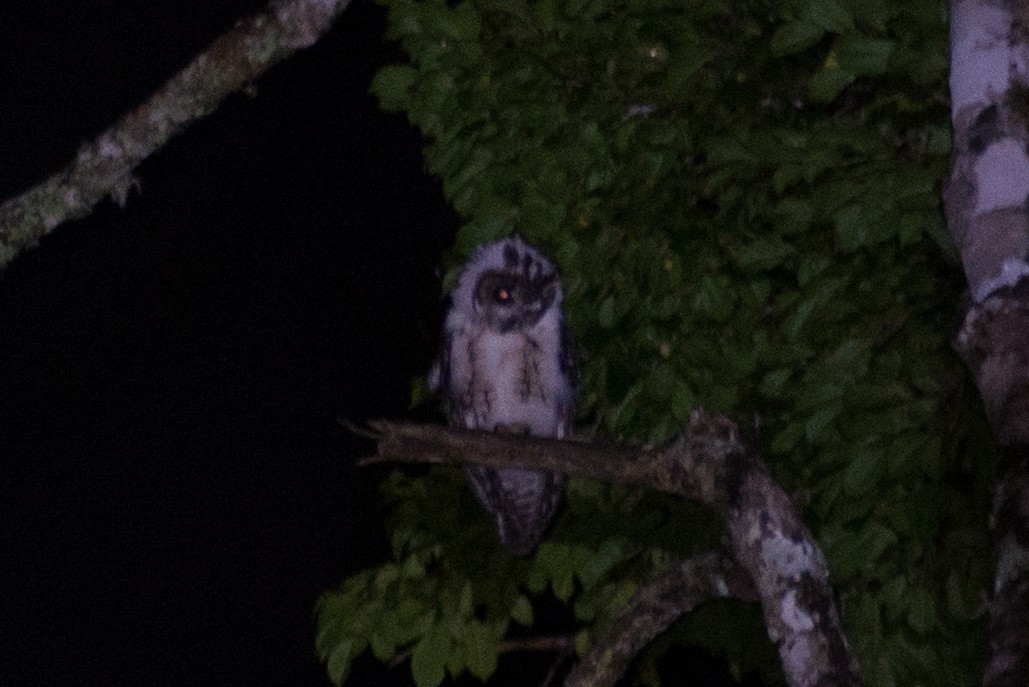Madagascar Owl - ML141577341
