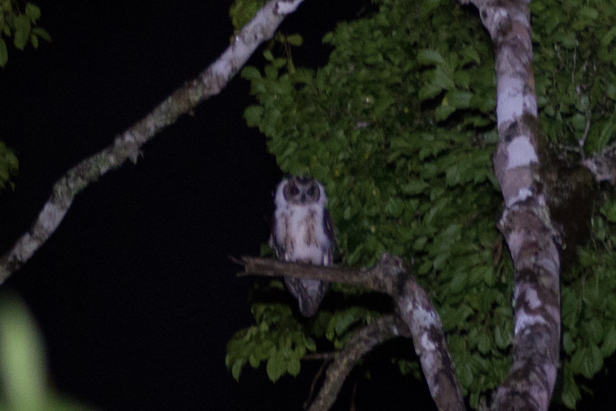 Madagascar Owl - ML141577371