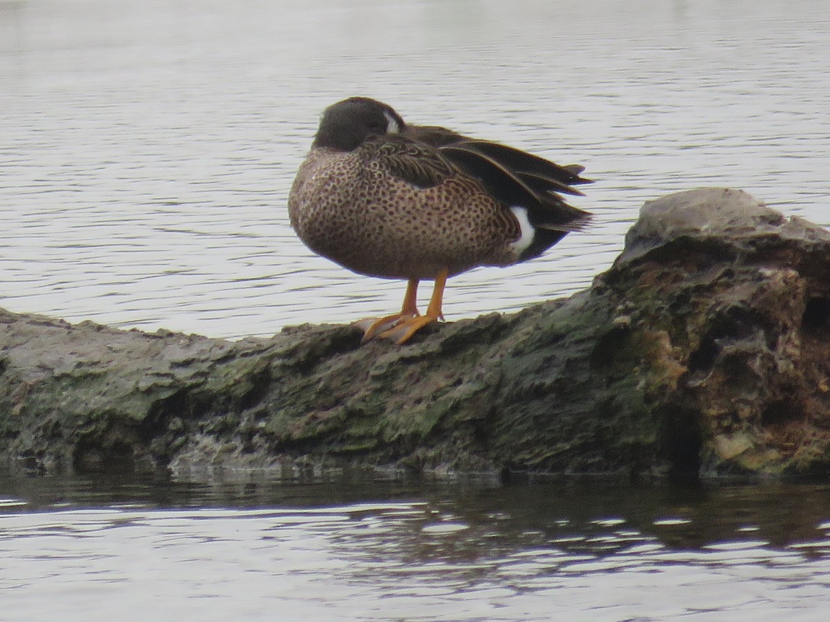 Blue-winged Teal - ML141577451
