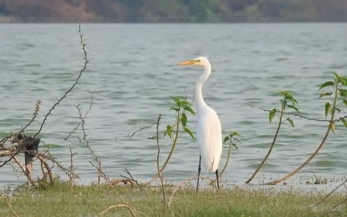 Medium Egret - Partha sarathy