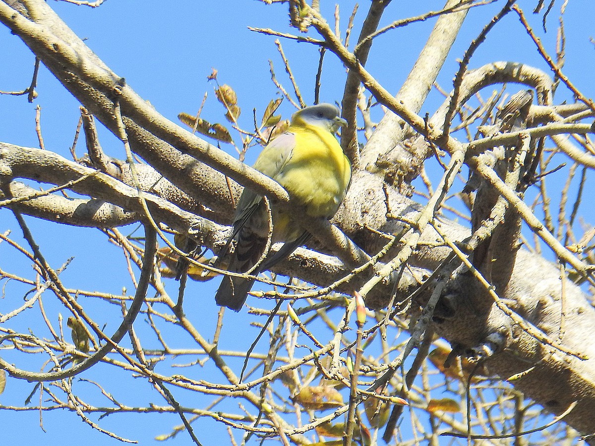 Yellow-footed Green-Pigeon - Shivaprakash Adavanne