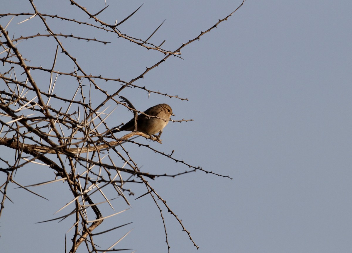 Pale Flycatcher - Yuting Deng