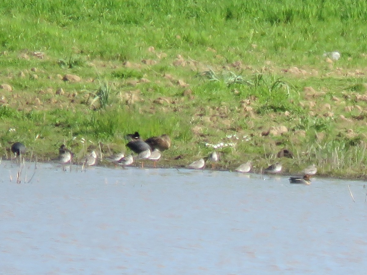 Spotted Redshank - ML141579851