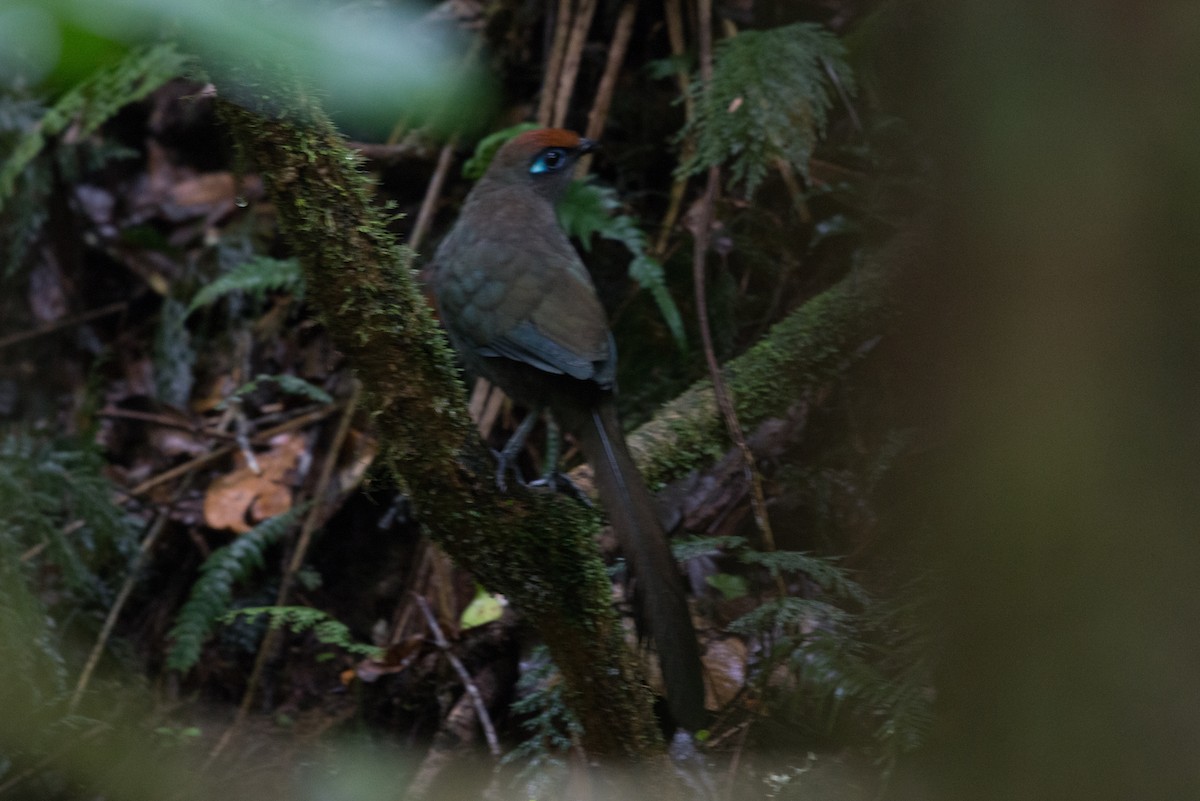 Red-fronted Coua - John C. Mittermeier