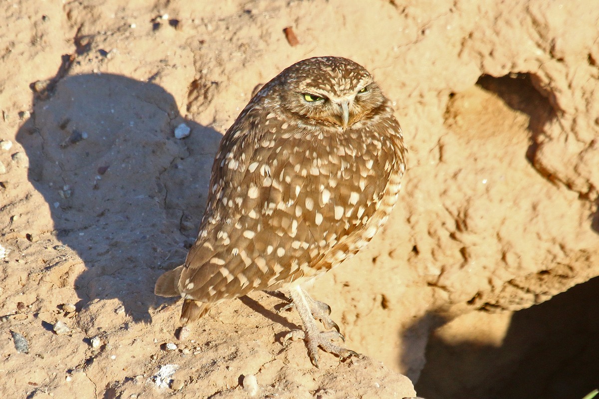 Burrowing Owl - Richard Fray