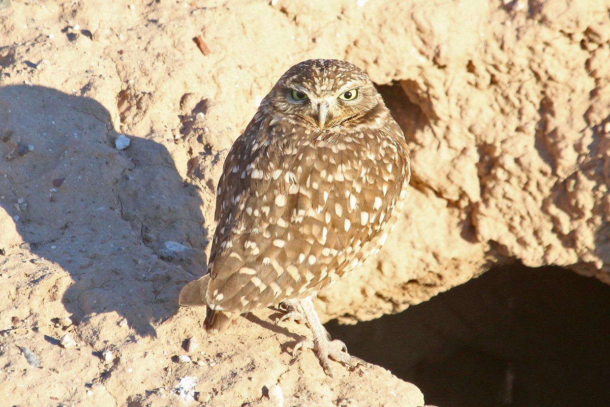 Burrowing Owl - Richard Fray