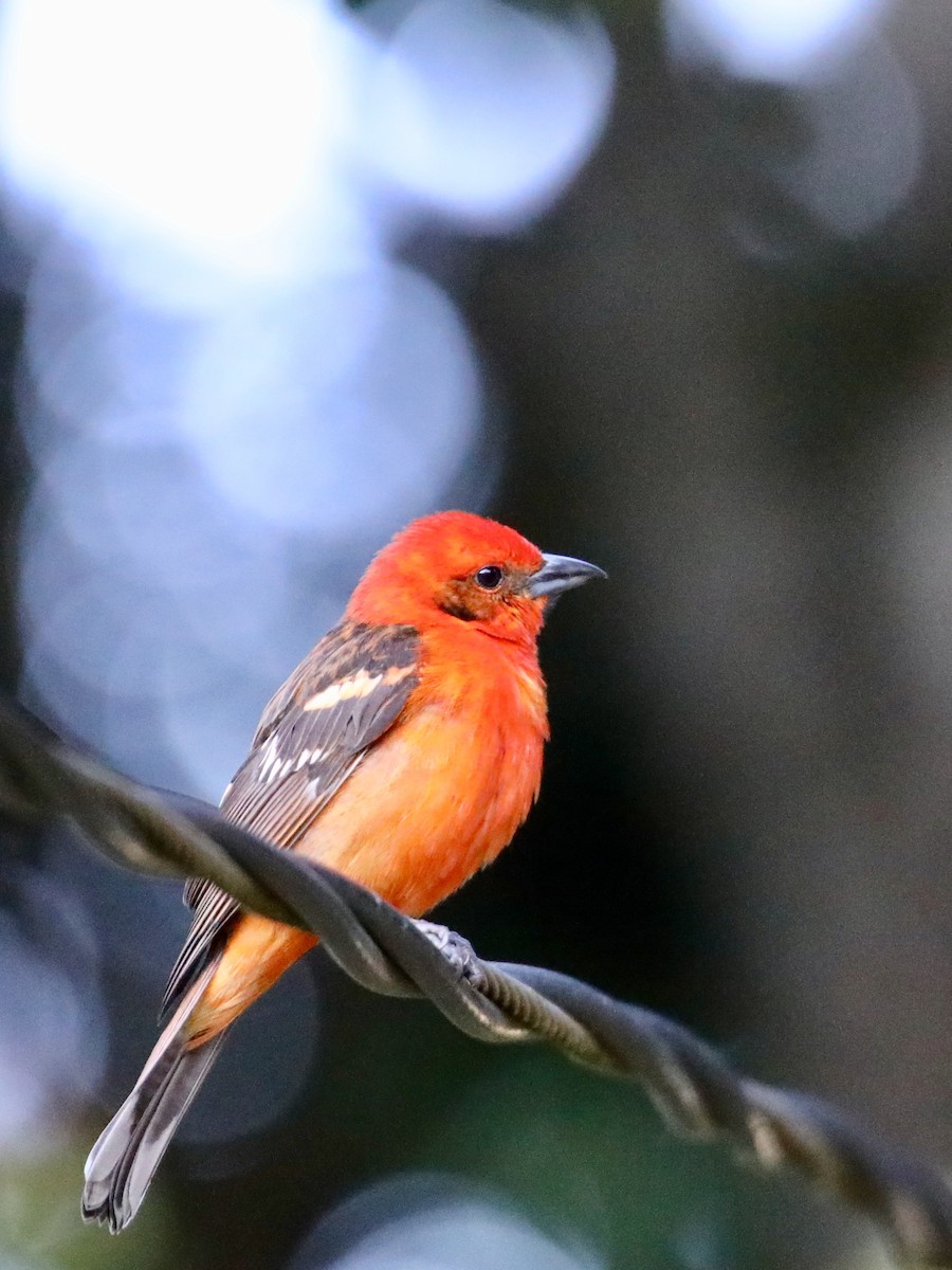 Flame-colored Tanager - ML141580741
