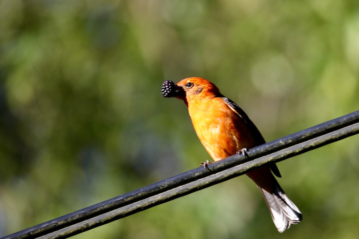 Flame-colored Tanager - ML141580751