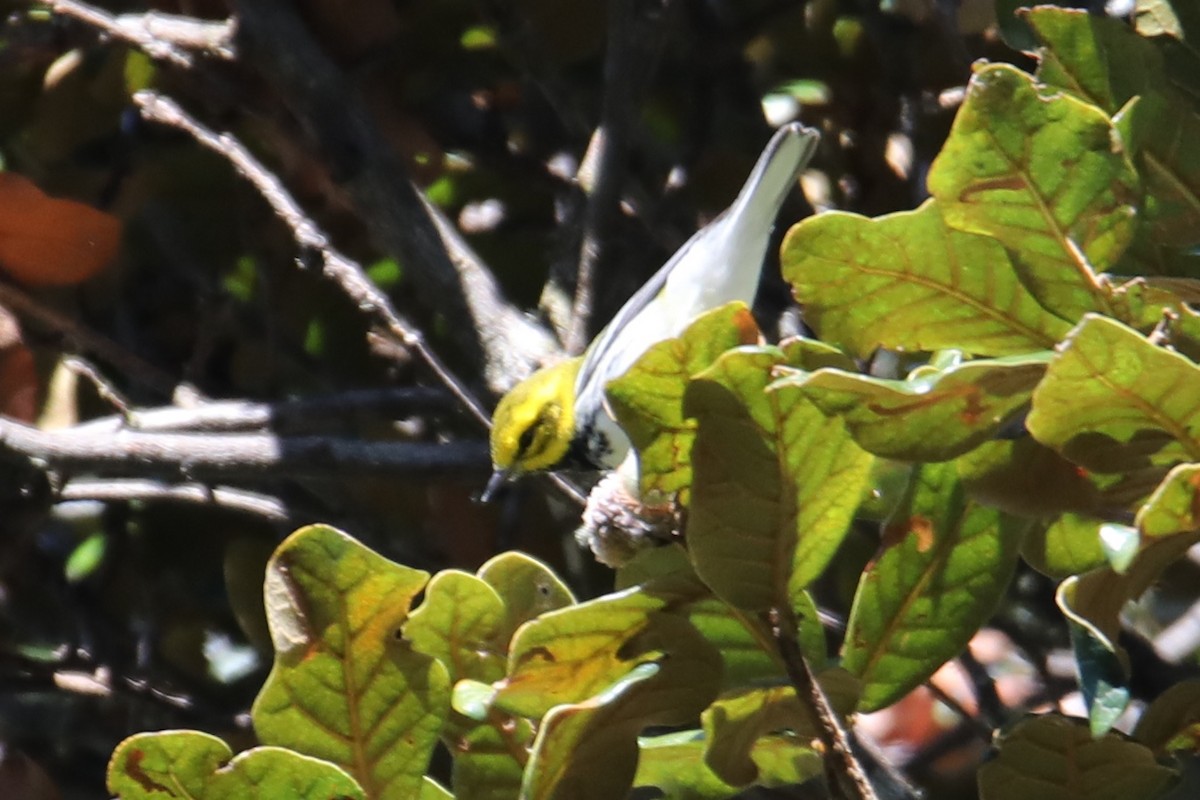 Black-throated Green Warbler - ML141580791
