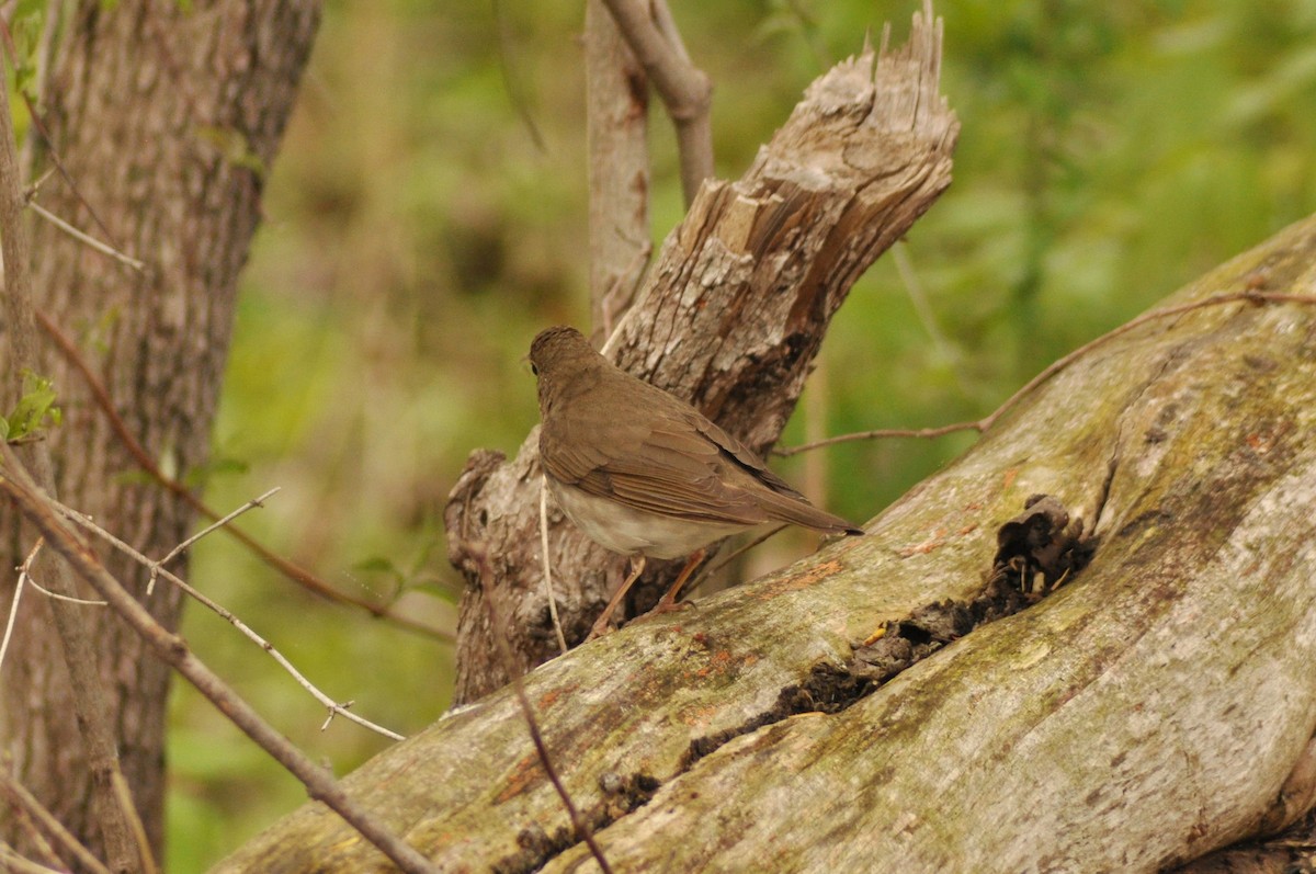 Swainson's Thrush - Tommie Rogers