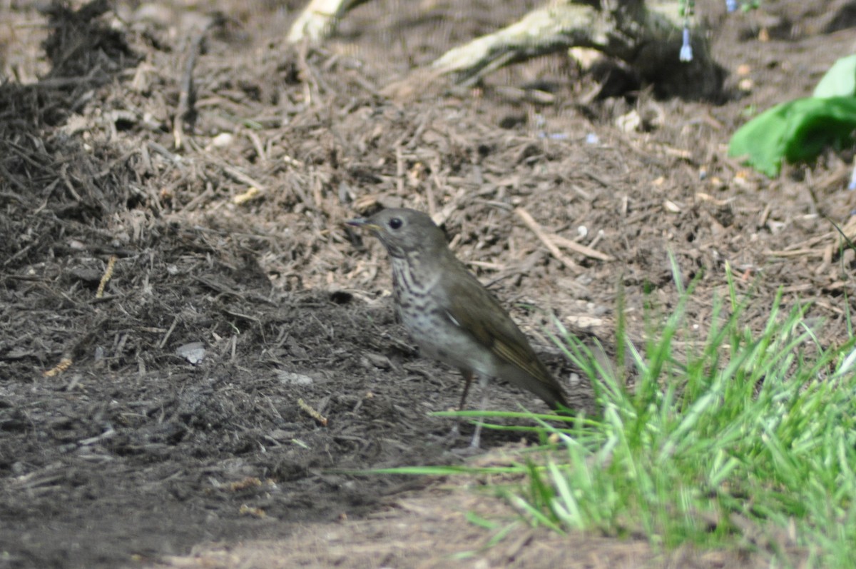 Gray-cheeked Thrush - Tommie Rogers