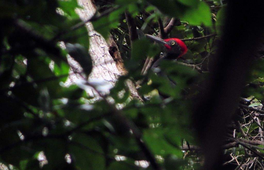 White-bellied Woodpecker - Brian Stone