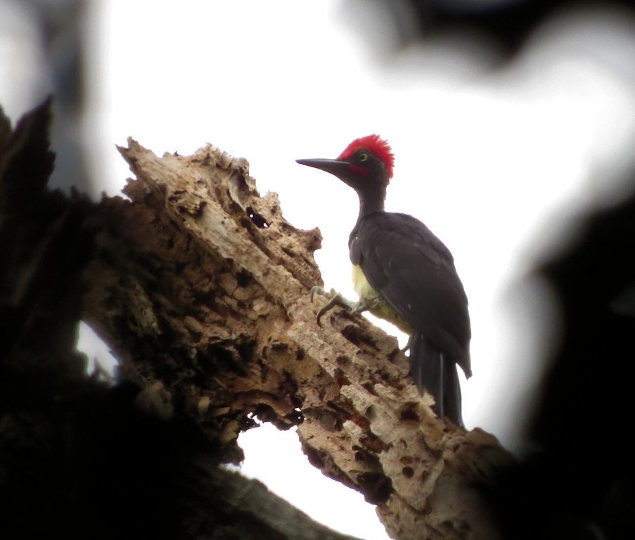 White-bellied Woodpecker - Brian Stone