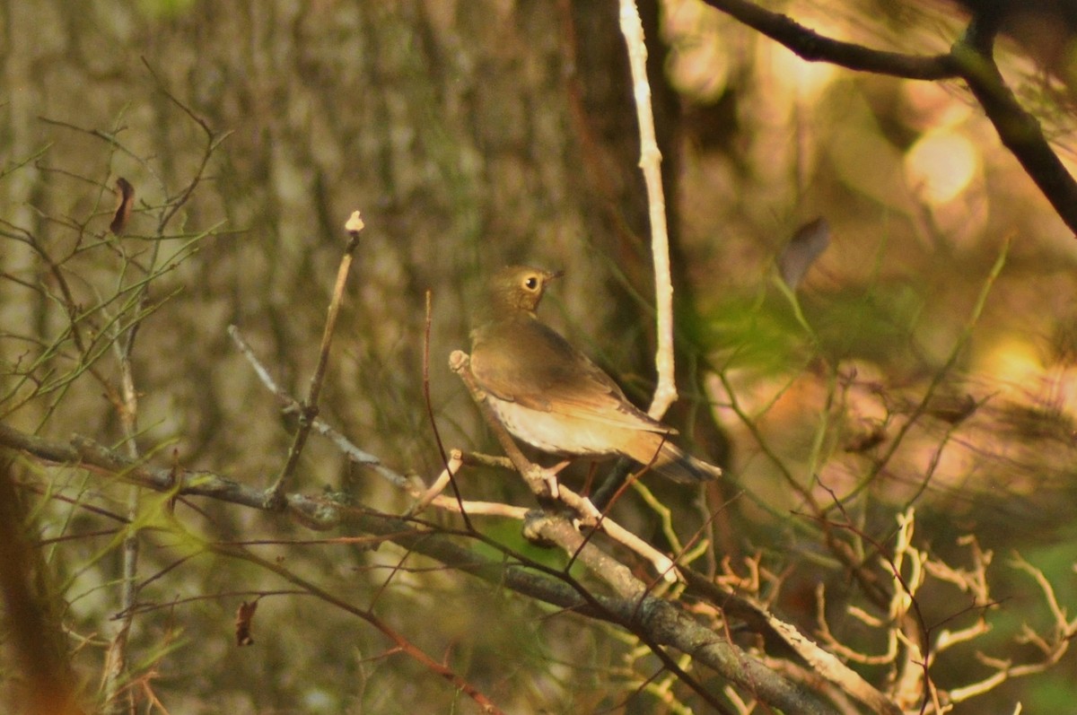 Swainson's Thrush - Tommie Rogers