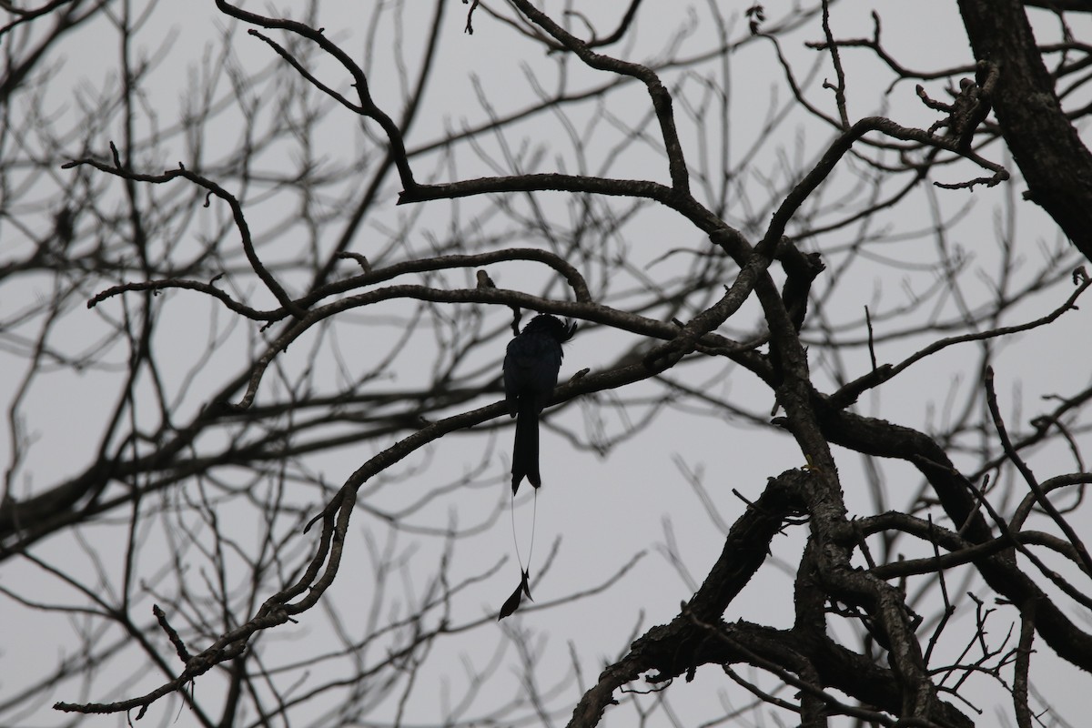 Greater Racket-tailed Drongo - ML141581681