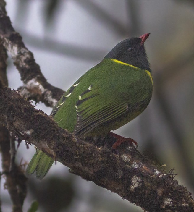 Green-and-black Fruiteater - ML141581871