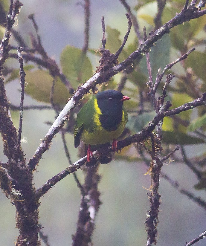 Green-and-black Fruiteater - ML141581881