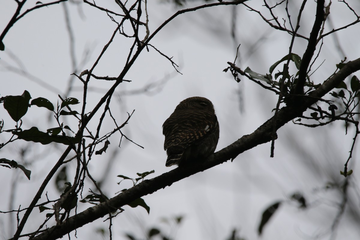 Asian Barred Owlet - William Mahoney
