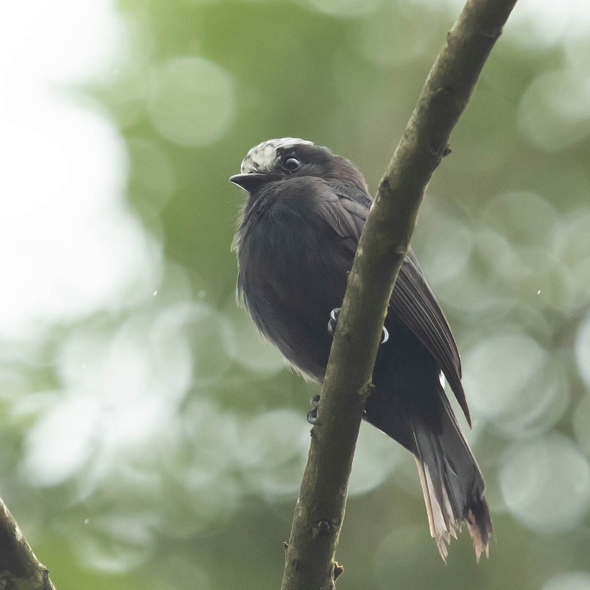 Long-tailed Tyrant - Luis Marcelo Figueiroa Andrade