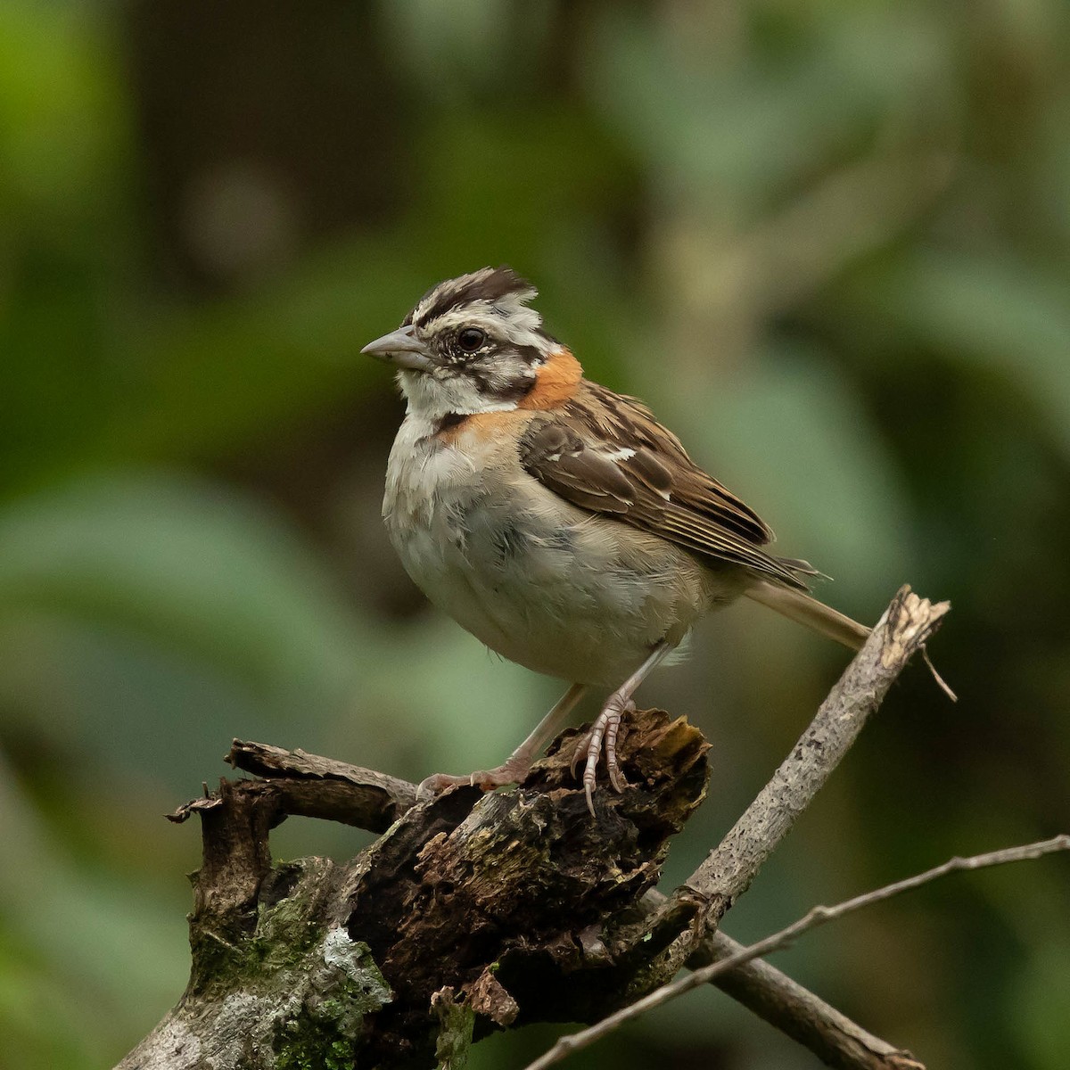Rufous-collared Sparrow - Luis Marcelo Figueiroa Andrade