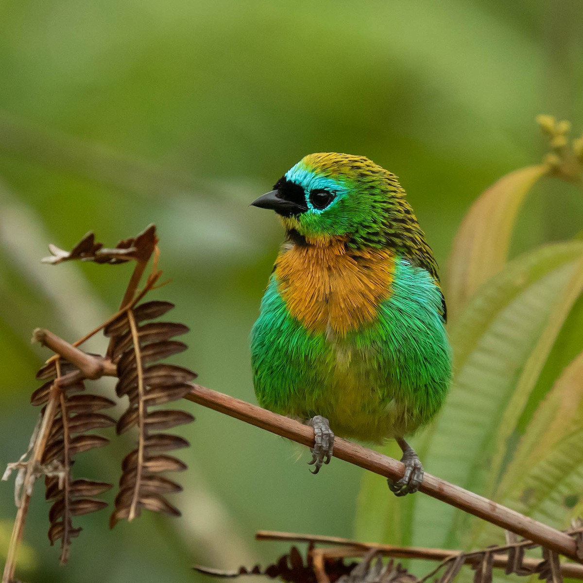 Brassy-breasted Tanager - ML141582861
