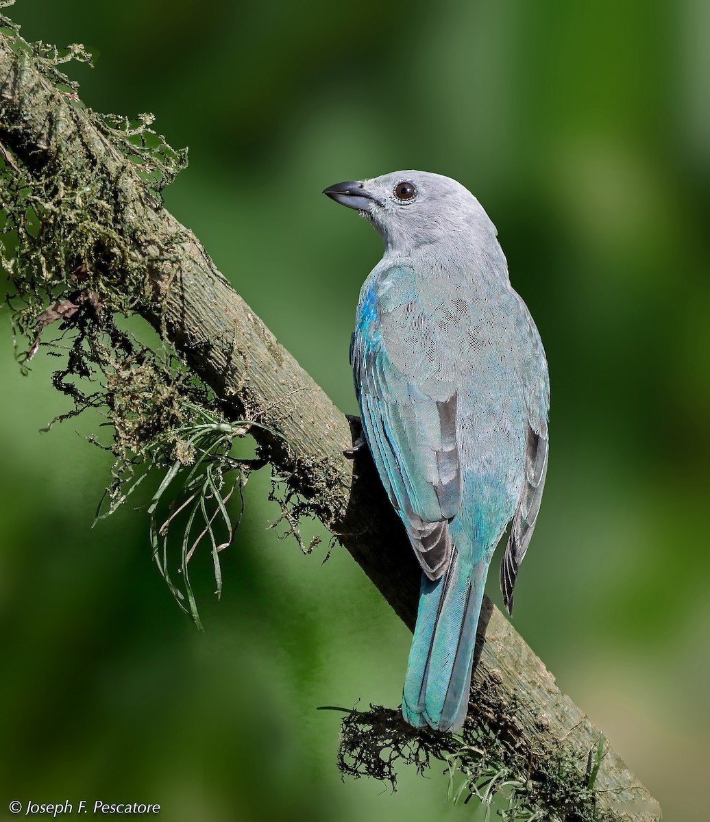 Blue-gray Tanager - ML141583561