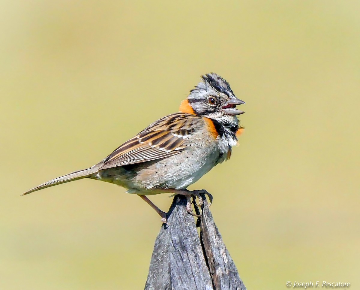 Rufous-collared Sparrow - ML141583761
