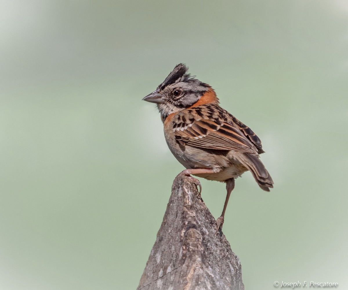 Rufous-collared Sparrow - ML141583771