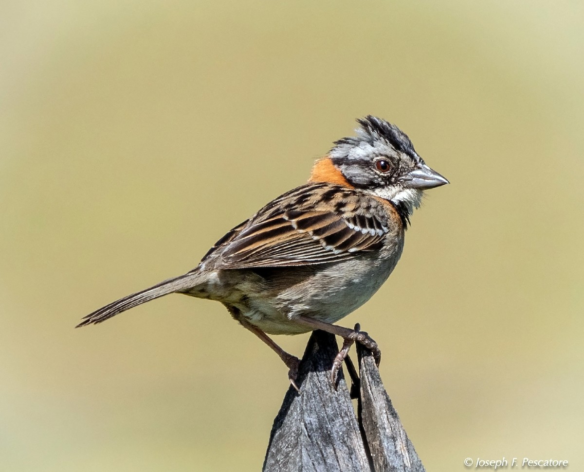 Rufous-collared Sparrow - ML141583781