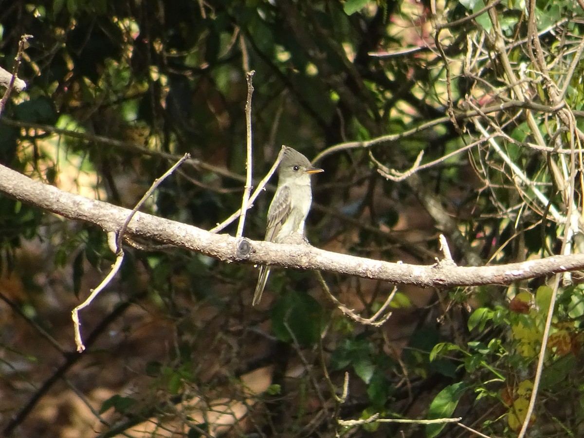 Greater Pewee (Mexican) - ML141585941