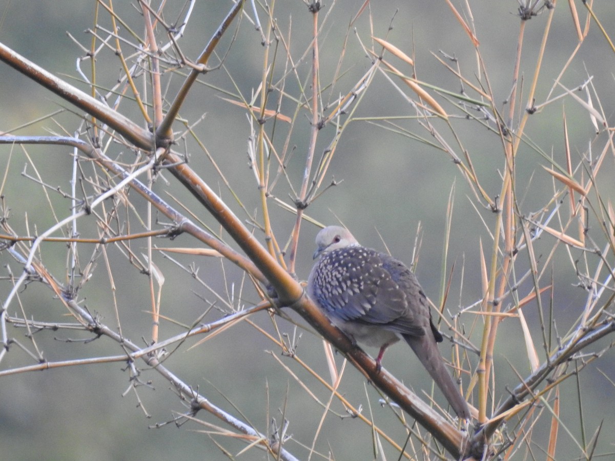Spotted Dove - Suyash Sawant