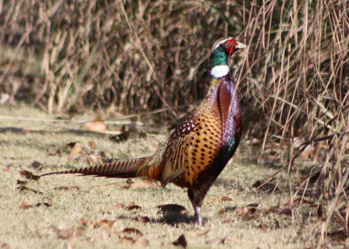 Ring-necked Pheasant - Zach DuFran