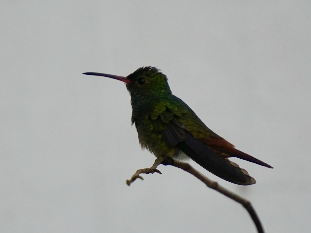 Rufous-tailed Hummingbird - ML141587851