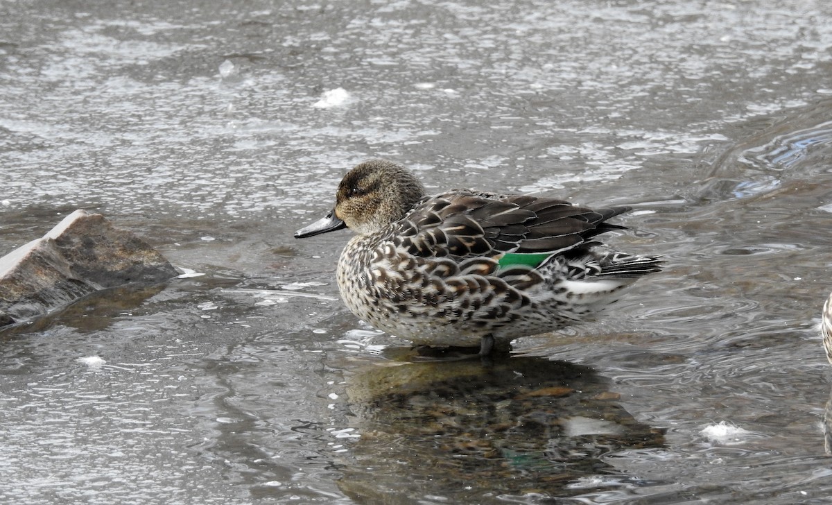 Green-winged Teal - ML141588261