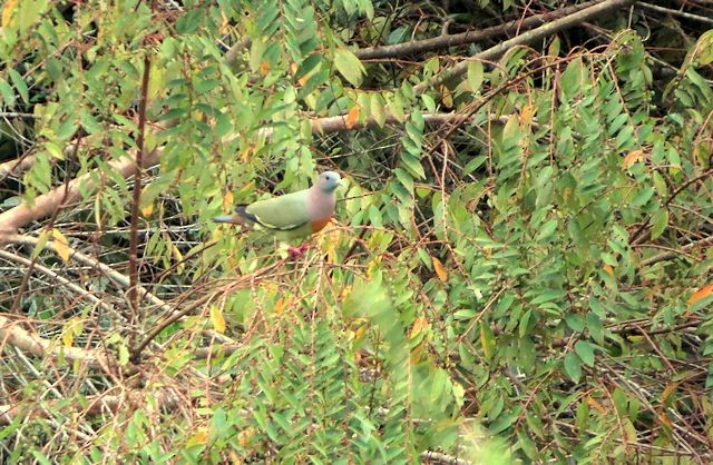 Pink-necked Green-Pigeon - Brian Stone