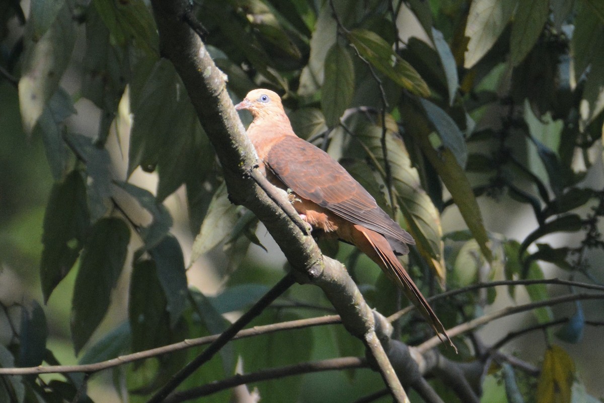 Ruddy Cuckoo-Dove - ML141589411