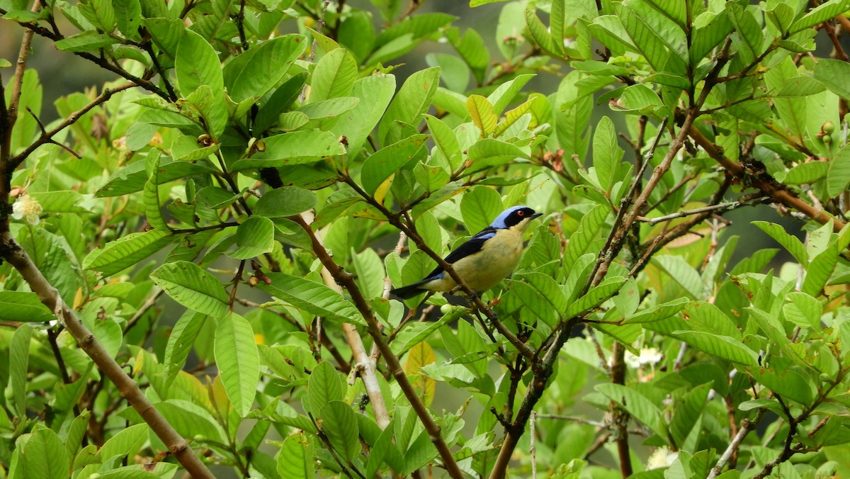 Fawn-breasted Tanager - ML141591081