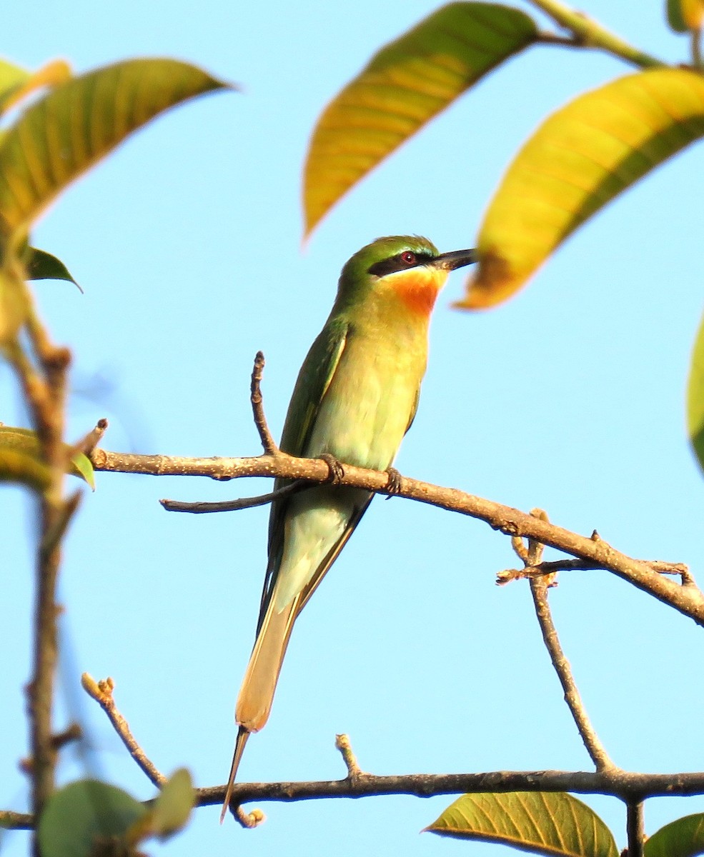Blue-tailed Bee-eater - ML141591181