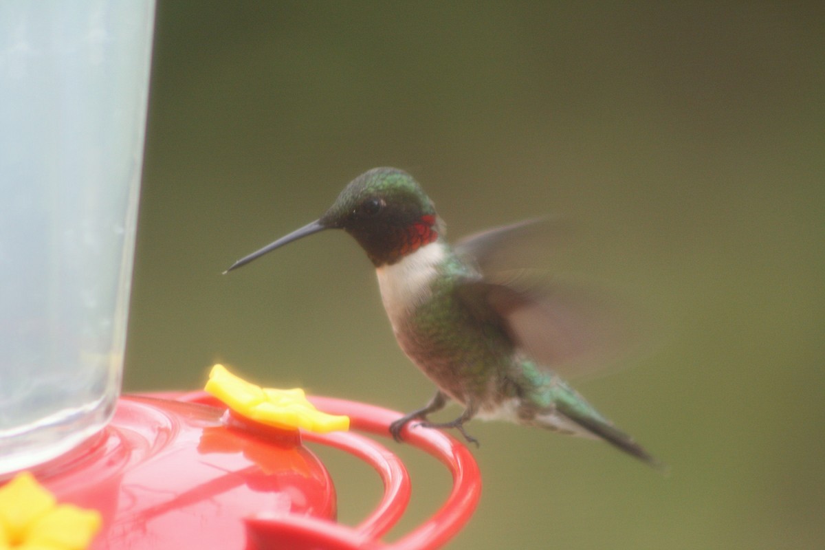 Ruby-throated Hummingbird - Zach DuFran