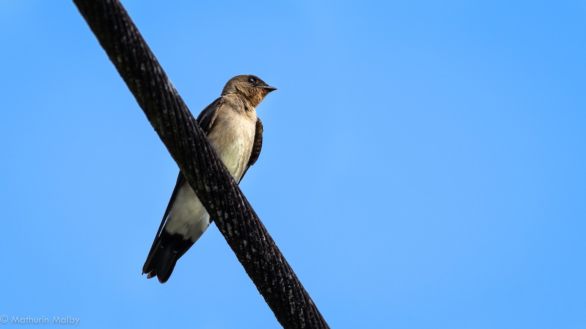 Southern Rough-winged Swallow - ML141592311