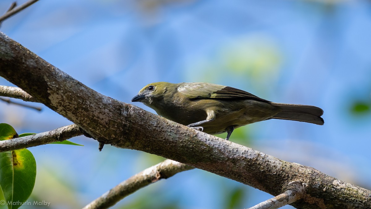Palm Tanager - Mathurin Malby