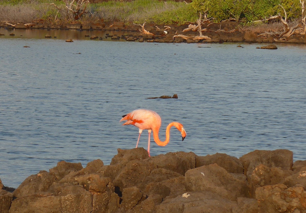American Flamingo - john bishop